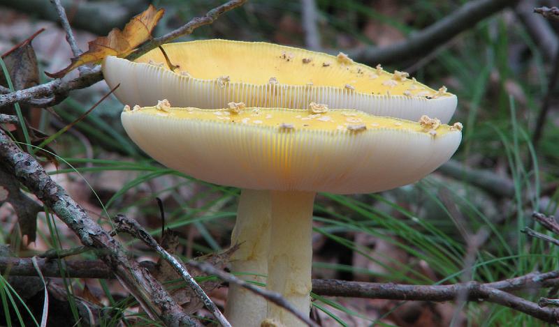 2008-10-01_Backyard_Mushrooms 042_1.jpg